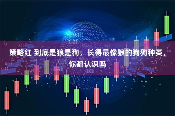 策略红 到底是狼是狗，长得最像狼的狗狗种类，你都认识吗